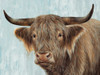 Bull by Dina Perejogina (24 x 18)