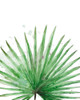 Palm Frond II by Patricia Pinto (24 x 18)
