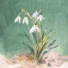 Soft Dewdrops by Danhui Nai (24 x 24)
