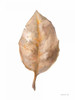 Fallen Leaf II by Danhui Nai (18 x 24)