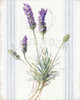Floursack Lavender III by Danhui Nai (18 x 24)