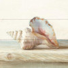 Driftwood Shell IV by Danhui Nai (24 x 24)