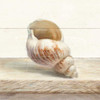 Driftwood Shell I by Danhui Nai (24 x 24)