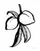 Ink Peaches by Sara Zieve Miller (18 x 24)
