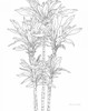 Sketched Tree II by Sara Zieve Miller (18 x 24)