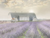 Lavender Morning by Lori Deiter (16 x 12)