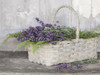 My Lavender by Lori Deiter (16 x 12)