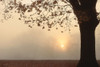 Foggy Morning Sunrise by Lori Deiter (24 x 18)