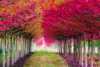 Forest Magic by Danita Delimont (24 x 18)