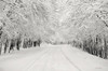 Snowbound by Lori Deiter (24 x 16)