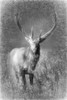 Elk Sketch by Lori Deiter (15 x 24)