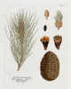 Botanical Pine by Kelly Donovan (18 x 24)