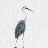Heron on Whitewash II by Julie DeRice (12 x 12)