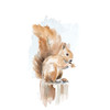 Watercolor Squirrel by Lanie Loreth (24 x 24)