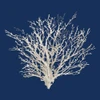 Navy Coral Medley II by Lanie Loreth (12 x 12)