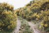 Scottish Highlands II by Laura Marshall (24 x 18)