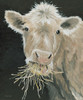 Hangry Cow by Cindy Jacobs (18 x 24)