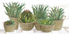 Succulent Baskets by Cindy Jacobs (24 x 18)