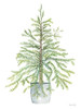 Pine Tree in Pot by Cindy Jacobs (18 x 24)