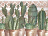 Geo Succulents by Cindy Jacobs (24 x 18)