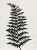 Forest Fern II by Susan Jill (18 x 24)