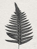 Forest Fern IV by Susan Jill (18 x 24)