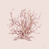 Pink Coral I by Cindy Jacobs (12 x 12)