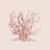 Pink Coral II by Cindy Jacobs (12 x 12)
