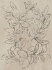 Outlined Leaves II by Asia Jensen (18 x 24)