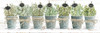 Herbs in a Row by Cindy Jacobs (24 x 8)