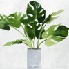 Green Plant by Asia Jensen (24 x 24)