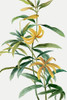 Yellow Tropical Flowers I by Asia Jensen (18 x 24)