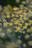 Little Yellow by Olivia Joy (16 x 24)