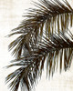 Palm II by Natalie Carpentieri (18 x 24)