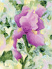 Purple Iris by Jennifer Holden (18 x 24)