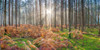 Sunrays through forest trees by Assaf Frank (24 x 12)