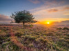Lone tree sunset-New Forest by Assaf Frank (24 x 18)