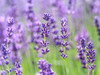 Lavender by Assaf Frank (24 x 17)