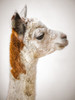 Close-up of Alpaca by Assaf Frank (18 x 24)