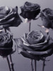 Close-up of Roses on colored background by Assaf Frank (18 x 24)