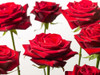 Close-up of Roses on colored background by Assaf Frank (24 x 18)