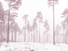 Snowy forest in winter by Assaf Frank (24 x 18)