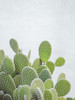 Cactus plant by Assaf Frank (18 x 24)