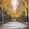 Road through trees by Assaf Frank (12 x 12)