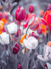 Colorful Tulip flowers by Assaf Frank (18 x 24)