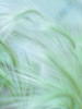 Wild grass Foxtail Barley by Assaf Frank (18 x 24)