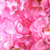 Pink roses by Assaf Frank (12 x 12)