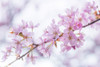Blossoms by Assaf Frank (24 x 18)