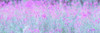 Chamaenerion flowers by Assaf Frank (24 x 8)