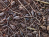 Pine cones and tree branches by Assaf Frank (24 x 18)